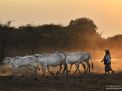 bagan burma myanmar shepherdess